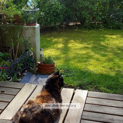 Foto 1/1 Juno Chat perdido en Capellen mamer