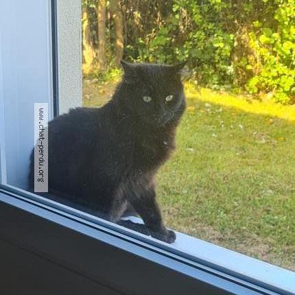 Foto 1/1 Mango Chat perdido en Saint pol de leon