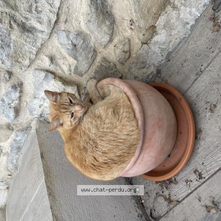 Foto 1/1 Miou Chat perdido en St andre de seignanx