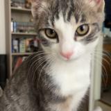 Foto del gato perdido en Buhl