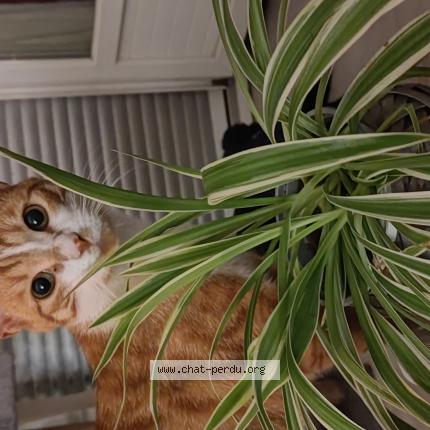 Foto 1/1 Milo Chat perdido en Meung sur loire