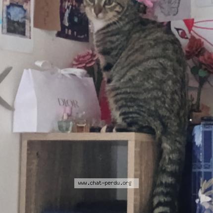 Foto 1/1 L&eacute;o Chat perdido en Grigny sur rhone