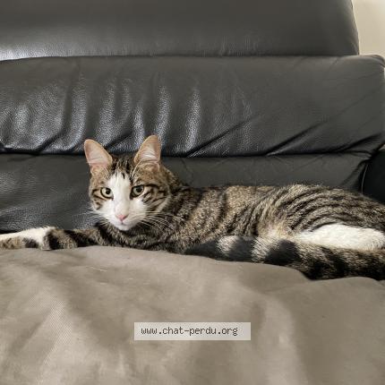 Foto 1/1 Chancy Chat perdido en Neuilly sur seine