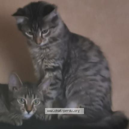 Foto 1/1 Kyo Chat perdido en Durtol