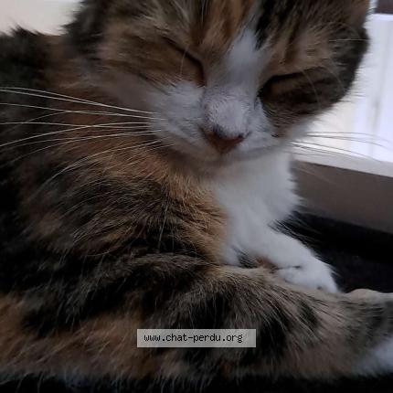 Foto 1/1 Nala Chat perdido en Yerville