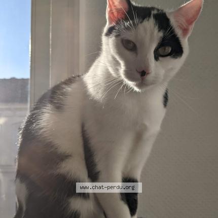 Foto 1/1 Biggy Chat perdido en Lille