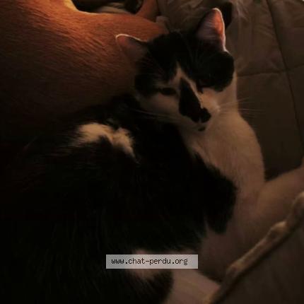 Foto 1/1 Mai Chat perdido en Pomerols