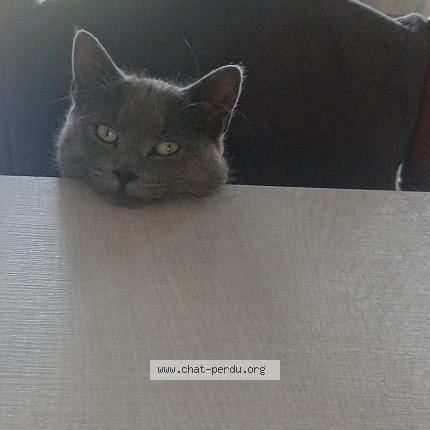 Foto 1/1 Heinly Chat perdido en Rouge