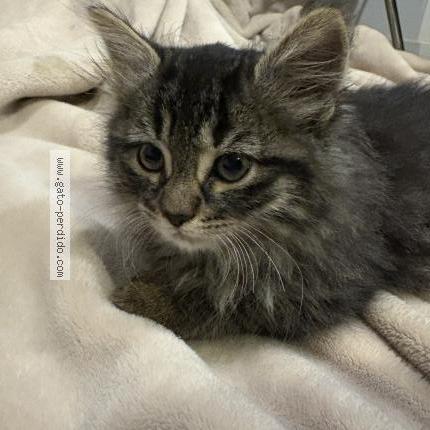 Foto 1/1 Julieta Chat perdido en Santiago las condes