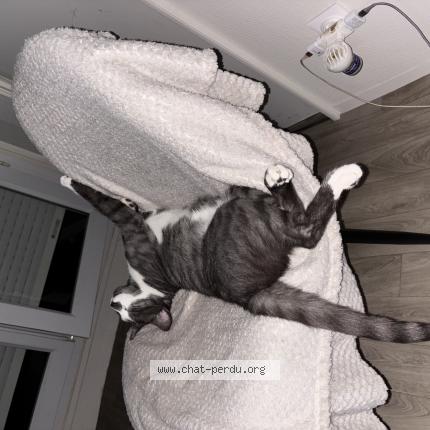 Foto 1/1 Olaf Chat perdido en Trelissac