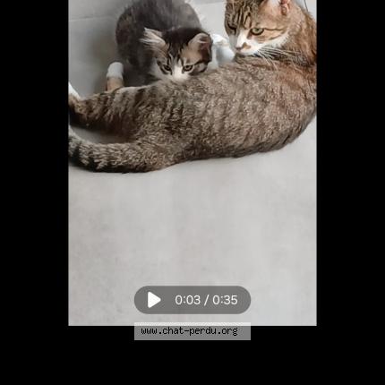 Foto 1/1 Zola Chat perdido en Plouarzel