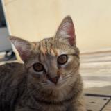 Foto del gato perdido en Noyant