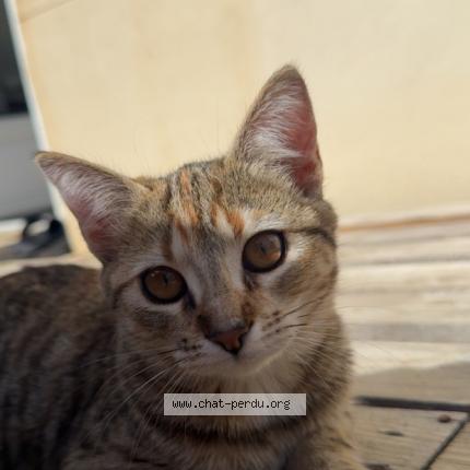 Foto 1/1 Enna Chat perdido en Noyant