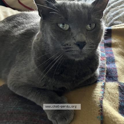 Foto 1/1 Arya Chat perdido en Ozoir la ferriere