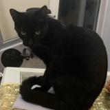 Foto del gato perdido en Samois Sur Seine