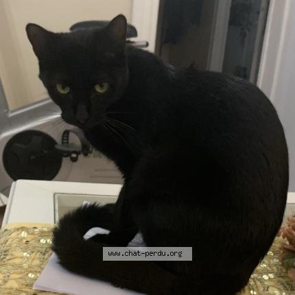 Foto 1/1 Paco Chat perdido en Samois sur seine