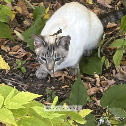 Foto 1/4 Gato encontrado Encontrado en Quebec