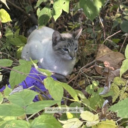 Foto 2/4 Gato encontrado Encontrado en Quebec