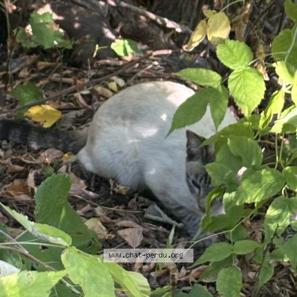 Foto 3/4 Gato encontrado Encontrado en Quebec