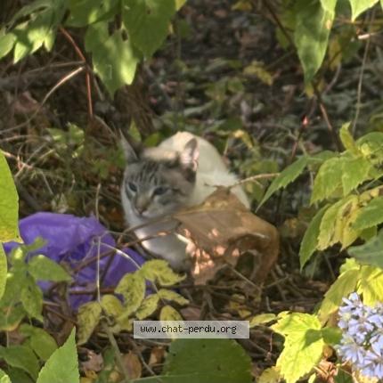 Foto 4/4 Gato encontrado Encontrado en Quebec