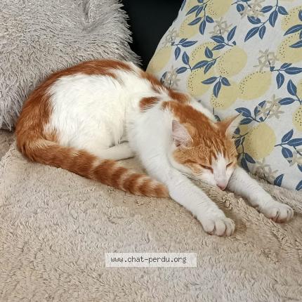 Foto 1/1 Sparrow Chat perdido en Villefontaine