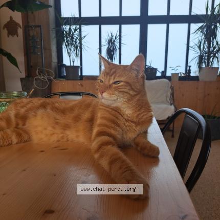 Foto 1/1 Gato encontrado Perdido en Genissieux