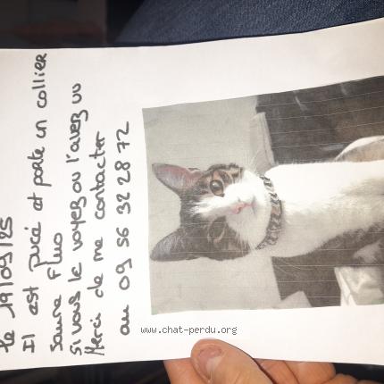 Foto 1/1 Fluo Chat perdido en St gobain