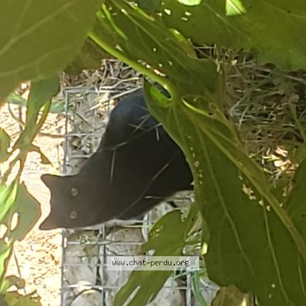 Foto 1/1 Gato encontrado Encontrado en Nice