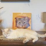 Foto del gato perdido en Sauzet