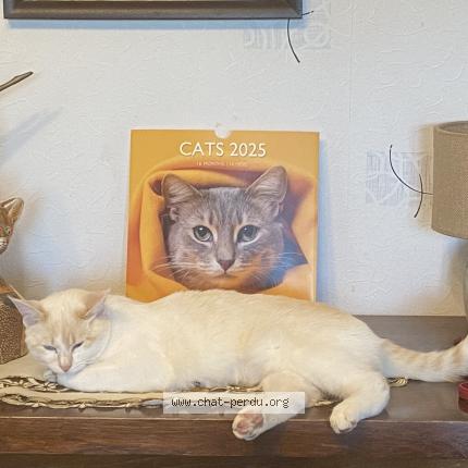 Foto 1/1 Maya Chat perdido en Sauzet