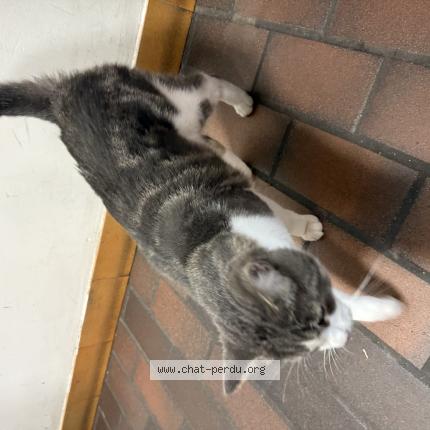 Foto 1/1 Gato encontrado Encontrado en L hay les roses