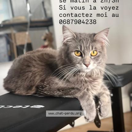 Foto 1/1 Zelda Chat perdido en Annemasse