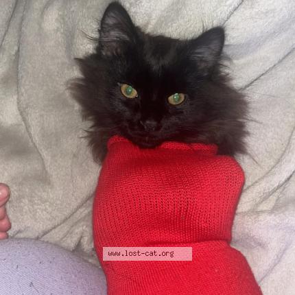 Foto 1/1 Salem Chat perdido en Eagan