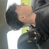 Foto del gato perdido en Betheny