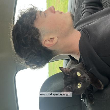 Foto 1/1 Mia Chat perdido en Betheny