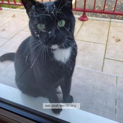 Foto 2/3 FELIX Chat perdido en Luzeret