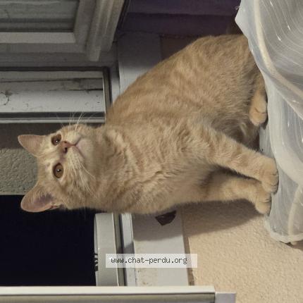 Foto 1/1 Luffy Chat perdido en Capdenac gare