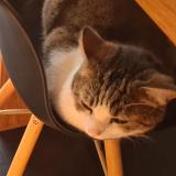 Foto del gato perdido en Breteil