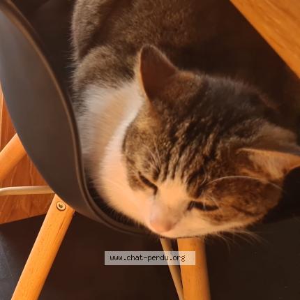 Foto 1/1 Gandhi Chat perdido en Breteil