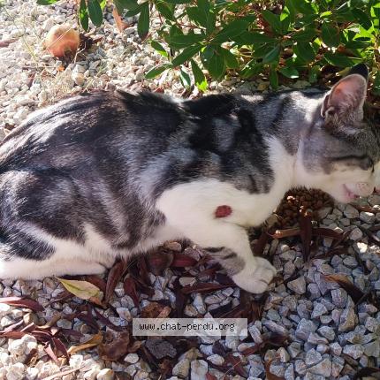Foto 1/1 Gato encontrado Encontrado en Montpellier