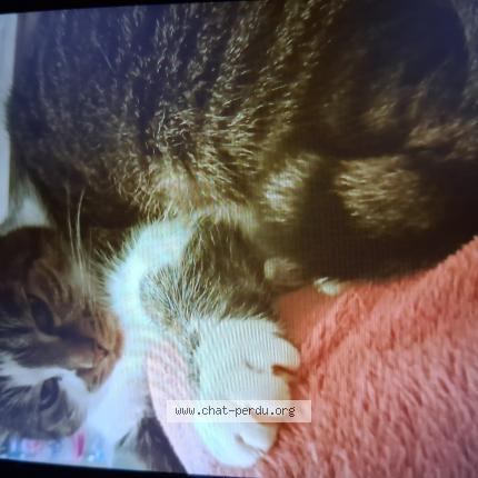 Foto 1/1 Nolo Chat perdido en Biesles