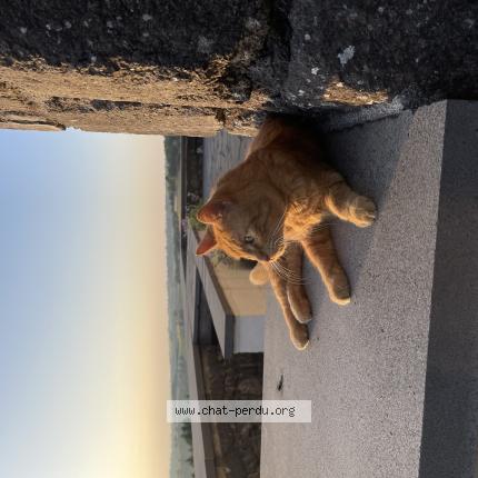 Foto 1/1 Ozzy Chat perdido en Saint martin valmeroux