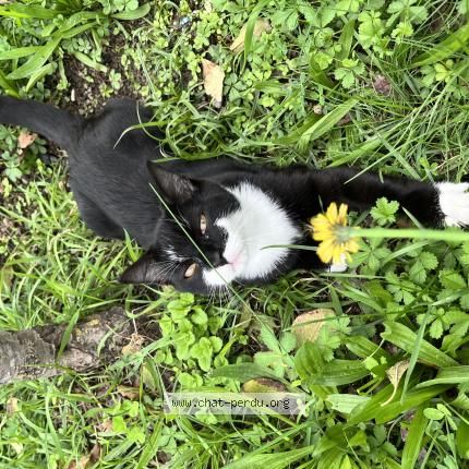 Foto 1/1 Ruzgar Chat perdido en Cranves sales