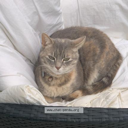 Foto 1/1 Mafi Chat perdido en Rosny sous bois