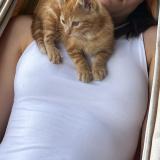 Foto del gato perdido en Salles Le Mayne