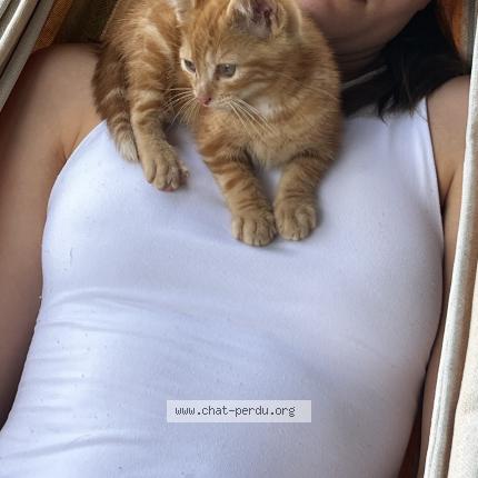 Foto 1/1 Sacha Chat perdido en Salles le mayne