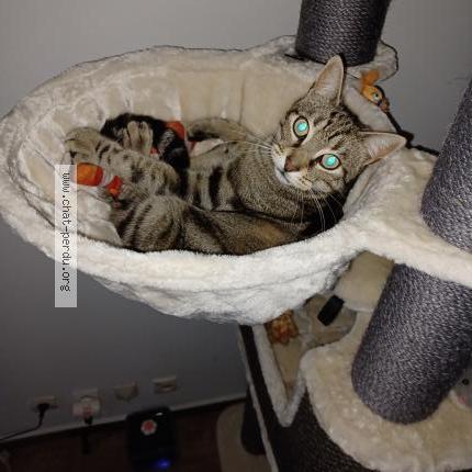 Foto 1/1 Oreo Chat perdido en La chapelle saint mesmin