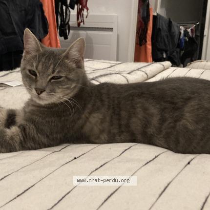 Foto 1/1 Fuji Chat perdido en Serignan du comtat