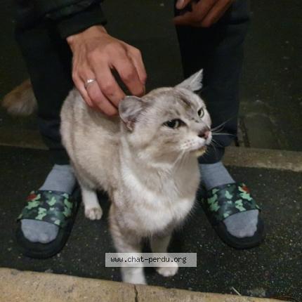 Foto 1/1 Gato encontrado Encontrado en Argenteuil