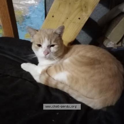 Foto 1/3 Gato encontrado Encontrado en Montauban de bretagne